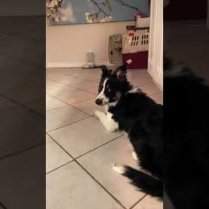 Smart Border Collie Puppy Plays Fetch A Little Differently #Shorts