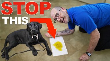 Stop Accidents Indoors With THIS Puppy Potty Training Plan