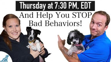 THIS One Dog Training Command Will Improve Your Dog's Listening Skills