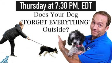 5 Ways To Get More Focus When Training Your Dog Outside