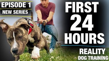 **NEW SERIES!**The FIRST 24 HOURS with a TOTALLY UNTRAINED Pit Bull [Reality Dog Training Episode 1]