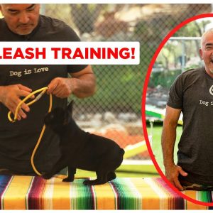 How To Leash Train Your Puppy (Dog Tips)