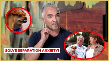 How to Solve Separation Anxiety! (Dog Nation Shorts!)
