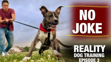This Dog’s Leash Pulling is NO JOKE! [Reality Dog Training: George the Pit Bull Ep. 3]