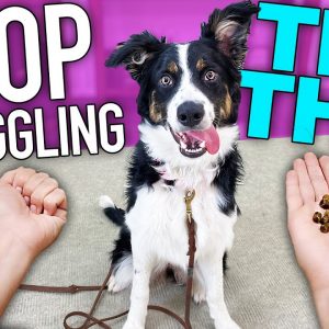 Solve 3 Puppy Training Problems With THIS One Game!