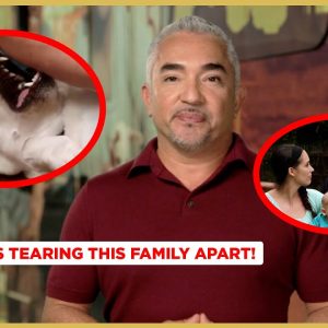 This Dog is Tearing this Family Apart! (Cesar's Dog Nation!)