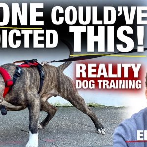 When You Have A Plan VS. What Actually Happens [Reality Dog Training: George the Pit Bull Ep. 5]