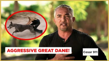 An Aggressive Great Dane! | Cesar 911 Shorts
