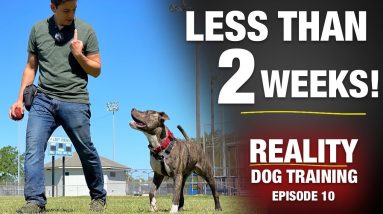 From Homeless Dog to THIS in Less than 2 Weeks. Really???  [Reality Dog Training Ep 10]