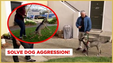 How to Solve Dog Aggression! (Dog Nation)