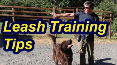 Leash Training Tips with Newfoundland Puppy