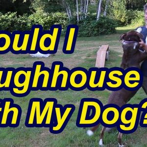 Should you roughhouse with your dog?