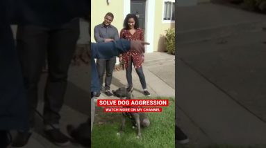 Solving Dog Aggression with Sho-Nuff on Dog Nation