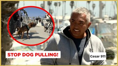 Stop Aggressive Dog from Pulling on the Leash! (Cesar911 Shorts)