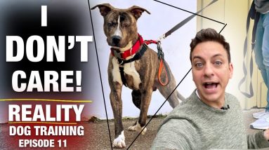 I Don’t Care What Anyone Says! This Dog is Still NOT TRAINED! [Reality Dog Training Ep. 11]