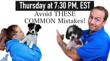 The 5 MOST COMMON Dog Training Mistakes And How To Fix Them!
