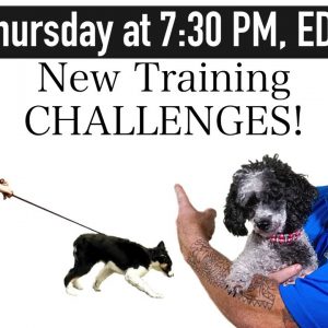 The New Dog Training Challenges After Lock Downs