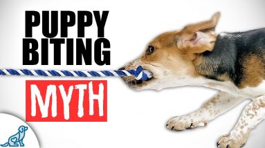Trying To Stop Puppy Biting? Forget What You've Been Told..