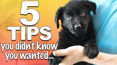 5 Important Puppy Care Tips That Most People FORGET!