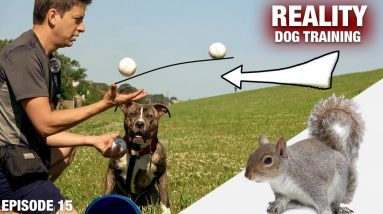 How I’m using 12 Baseballs to Train This Pit Bull to Listen to me!  [REALITY DOG TRAINING EP 15]