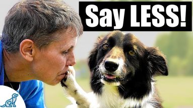 Are You Accidentally Teaching Your Dog To IGNORE You?