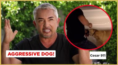 Can I Gain this Aggressive Dog's trust? (Dog Bite!)