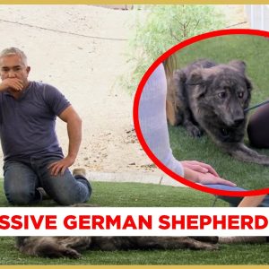 Cesar! My dog won't walk on the leash! (Aggressive Australian Shepherd!)