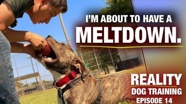 I’m about to have a meltdown. Reality Dog Training