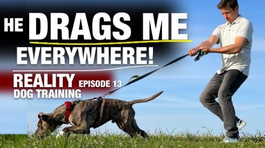 Trying to Train This WILD Pit Bull to Heel!!! (PS, he catches the double disc catch too!!) Ep 13