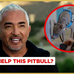 Can this Pitbull pass Cesar's Final Test? (Better Human Better Dog Previews)