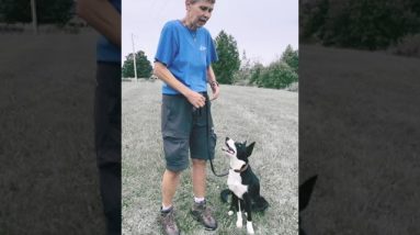 Socializing Your Dog With "Social Distancing" #Shorts