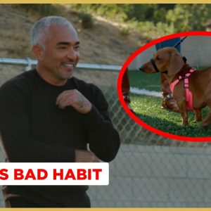 How to Stop Your Dog from Eating Trash off the ground! (Better Human Better Dog)