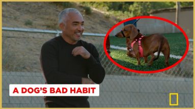How to Stop Your Dog from Eating Trash off the ground! (Better Human Better Dog)