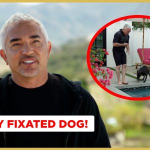 Teaching A Fixated Dog To Focus  (Better Human Better Dog Previews)