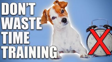 Wondering How Long To Train Your Puppy For? Use THESE Rules!