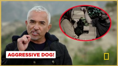 Finding What Caused this Dog's Aggression! (Better Human Better Dog Previews)