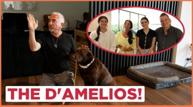 Dog Training Tips with the D'Amelios! (with Cesar Millan!)