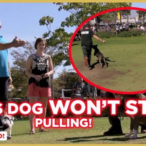 How To Stop Dog Pulling! (Dog Nation Tips) w/ Cesar Millan!