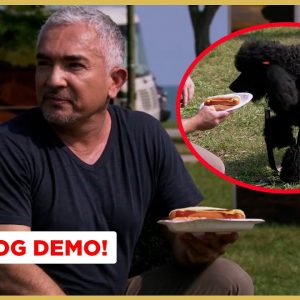 How To Stop Your Dog From Stealing Food! (Live Dog Demo)