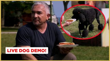How To Stop Your Dog From Stealing Food! (Live Dog Demo)