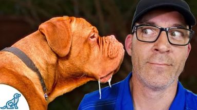Teach Your Dog To Stop Jumping - Are BIG Dogs A BIG Challenge?