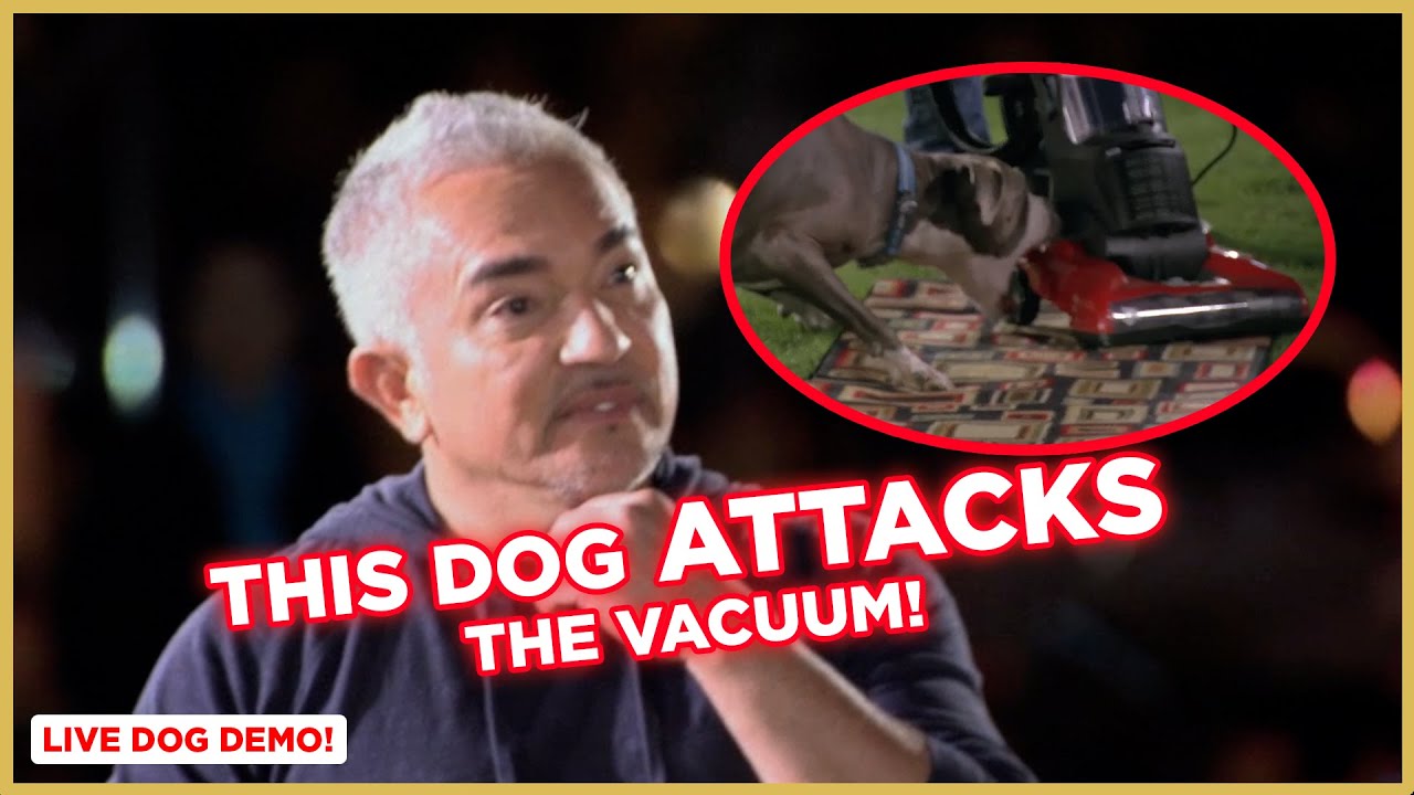 This Dog ATTACKS the Vacuum! (Live Demonstrations) Best Dog Training