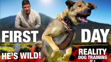 My First Day of Training with This COMPLETELY UNTRAINED DOG. [Reality Dog Training]