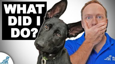 Getting A Second Dog? Don't Make The Same Mistake I Did!