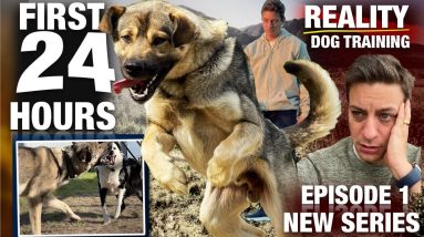 My First 24 HOURS with the WILDEST UNTRAINED DOG I’ve Ever Lived With [Reality Dog Training  EP 1]
