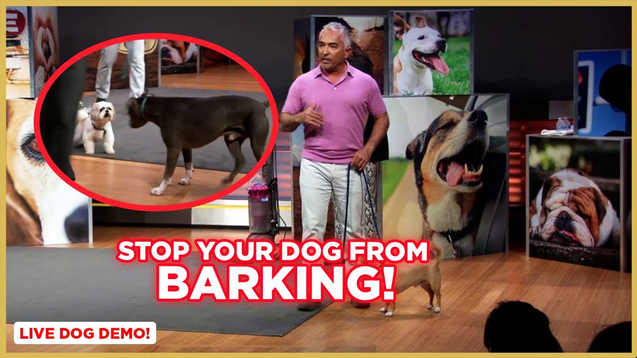 How to Stop Your Dog From Barking w/ Cesar Millan! (Dog Nation Shorts