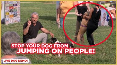 How To Stop Your Dog from Jumping on People w/ Cesar Millan!