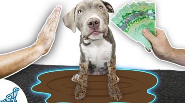 I Bet $100 That This Muddy Puppy WOULDN'T STAY On His Mat!