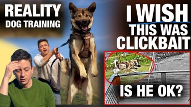 I trained this dog to STOP PULLING on leash and he JUMPED OFF OF MY BALCONY