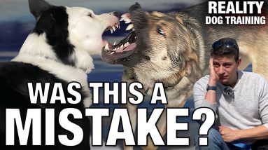 How I’m introducing a NEW dog to my dog: What I do when they get TOO ROUGH.